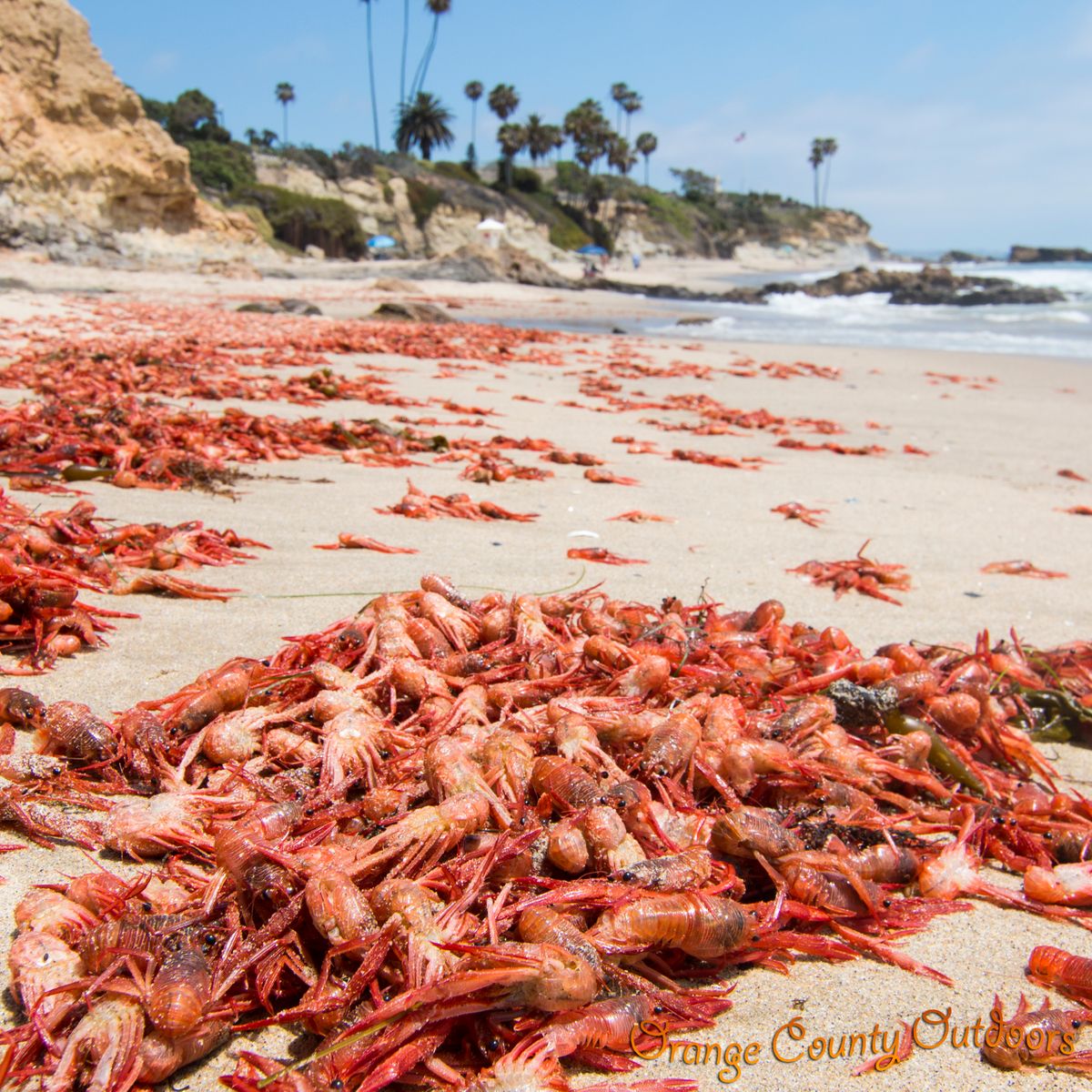 Tuna crabs wash ashore along Orange County beaches Orange County Outdoors